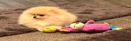 Pomeranian dogs for sale: Pomeranian teddy bear pups  - Advert 3