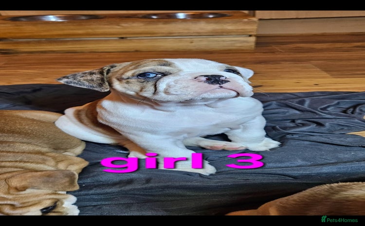 Mixed Breed dogs - Advert 4