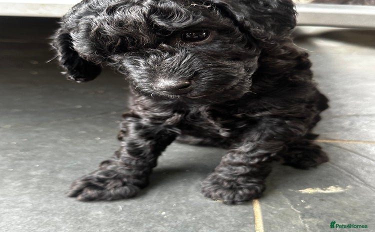 Miniature Poodle dogs - Advert 12
