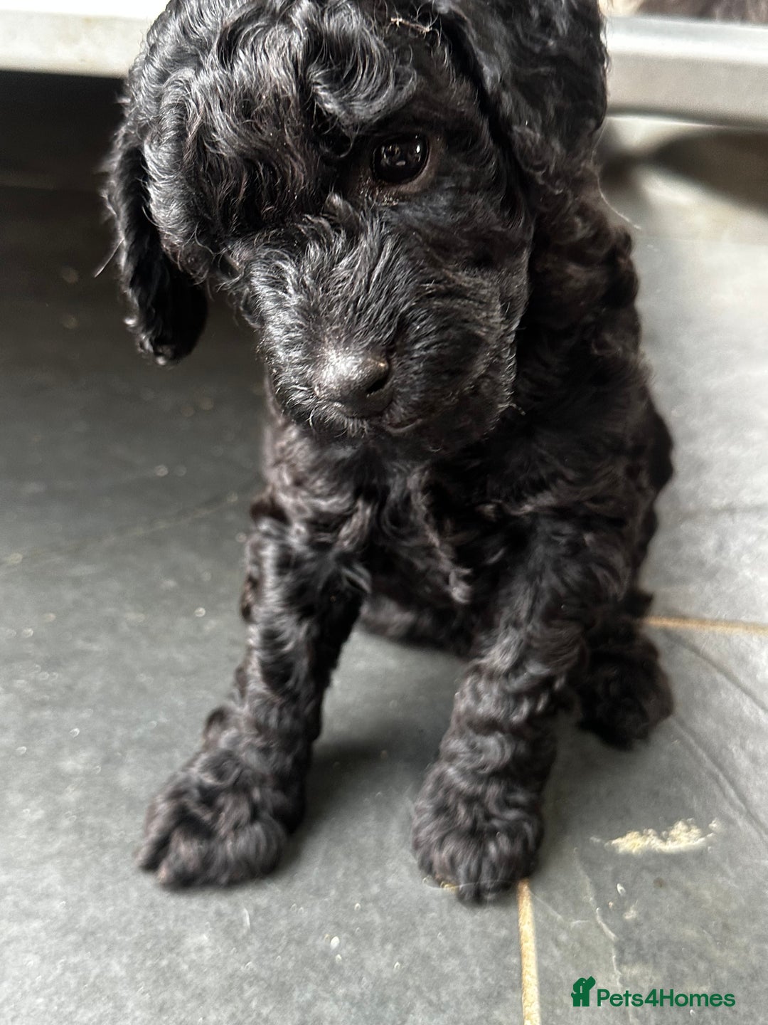 Miniature Poodle dogs for sale: Beautiful litter of Cheeky KC Reg. Mini Poodle's - Image 1
