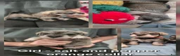 Miniature Schnauzer dogs for sale: Miniature Schnauzer Puppies - Advert 7