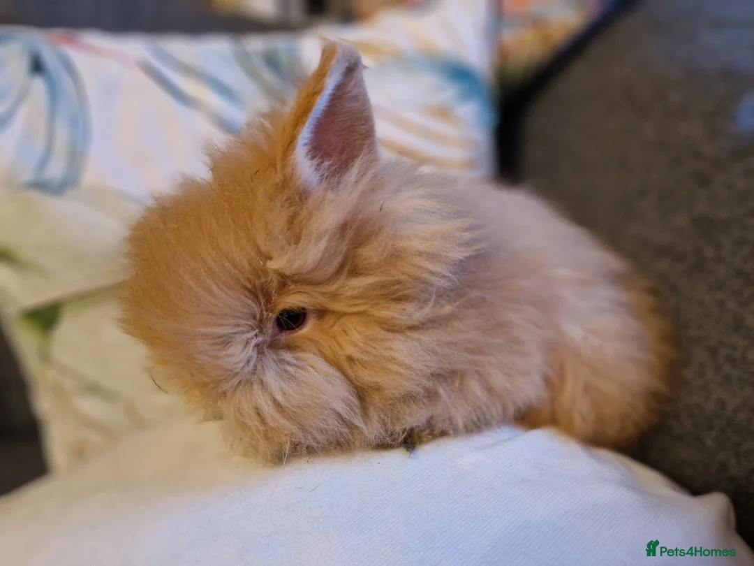 Lionhead rabbits for sale: Friendly, cute, fluffy lionhead bunnies- m and f - Advert 38