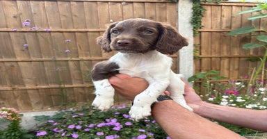 English Springer Spaniel dogs - Advert 6