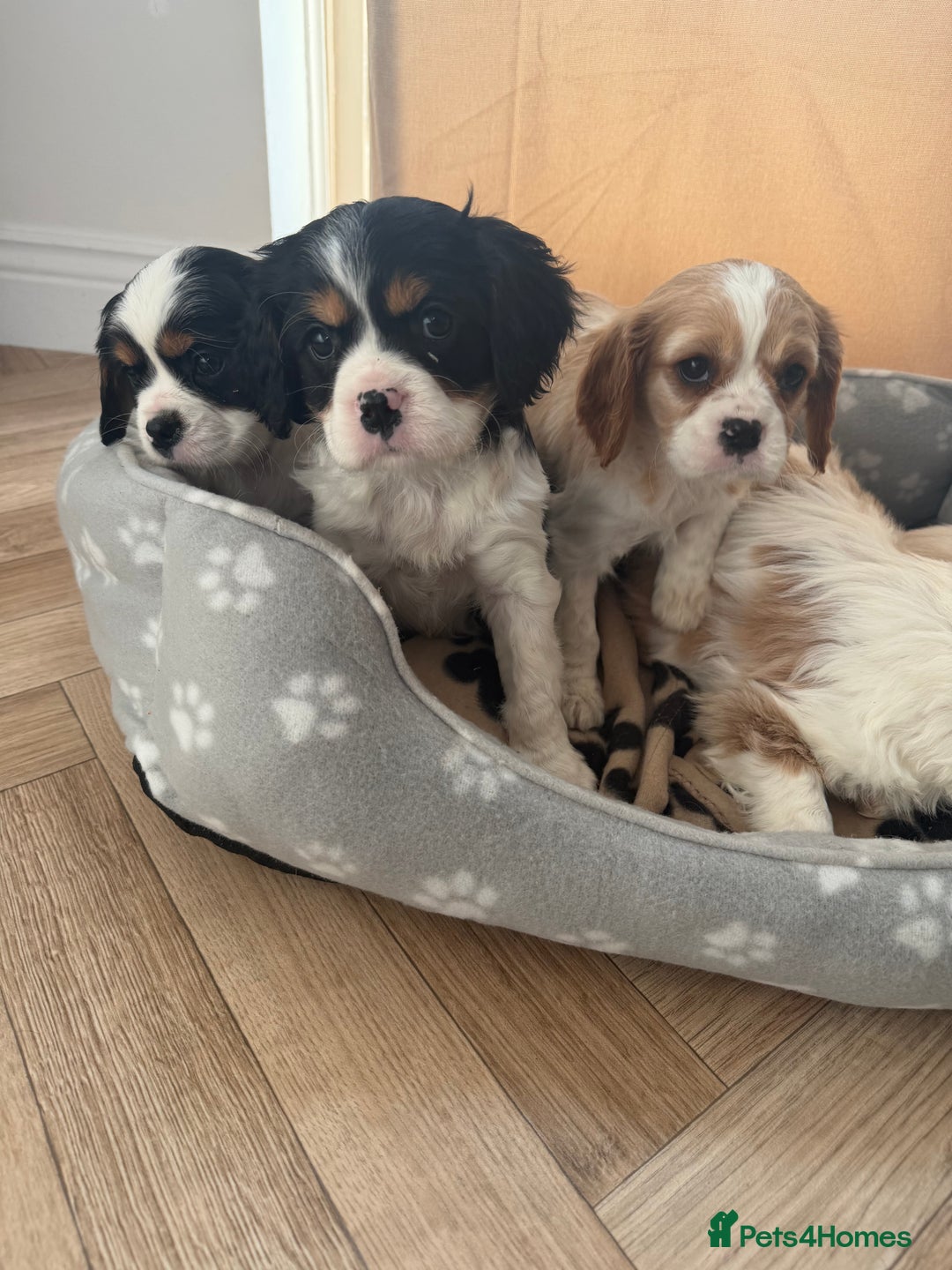 Cavalier King Charles Spaniel dogs for sale: 🐶King Charles Cavalier Puppies✨ STUNNING✨❤️🐶  - Advert 4