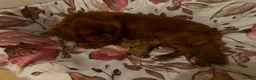 Cavapoo dogs for sale: 2 beautiful female cavapoos - Advert 3