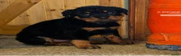 Rottweiler dogs for sale: Elegant chunky big bones in Kilmarnock - Advert 5