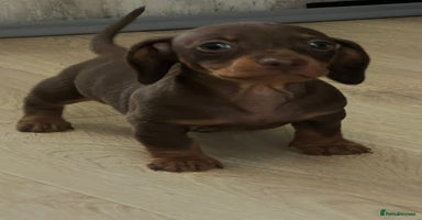 Miniature Dachshund dogs - Advert 1
