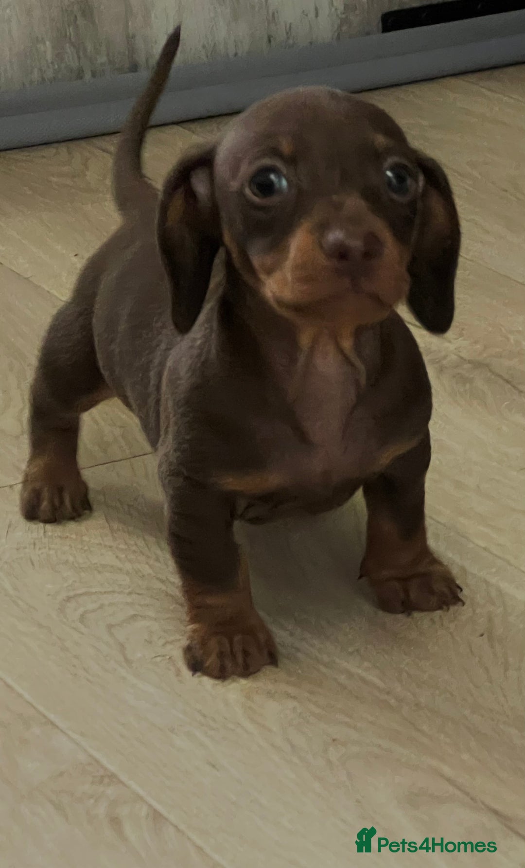 Miniature Dachshund dogs for sale: Last boy KC REG PRA CLEAR - Image 2