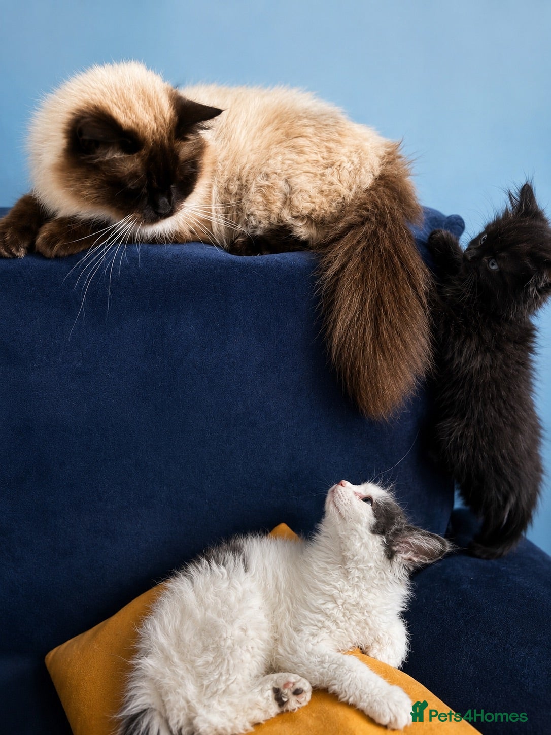 Persian cats Beautiful Curly & Long-Haired Persian - Advert 1