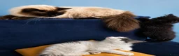 Persian cats for sale: Beautiful Curly & Long-Haired Persian - Advert 1