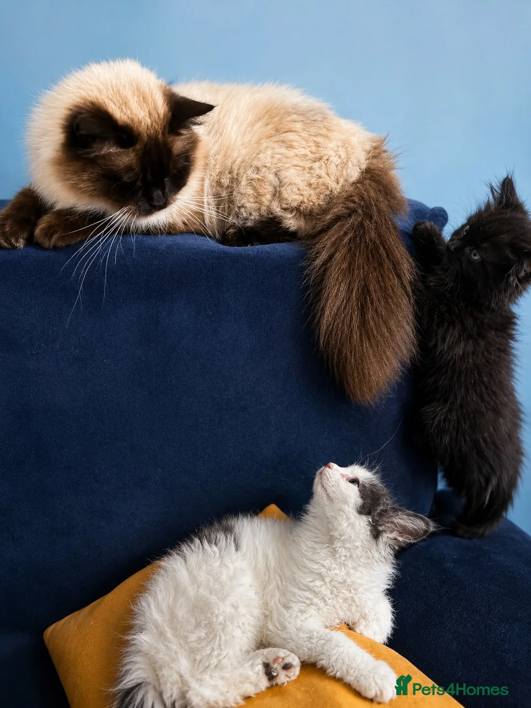 Persian cats for sale: Beautiful Curly & Long-Haired Persian - Advert 1