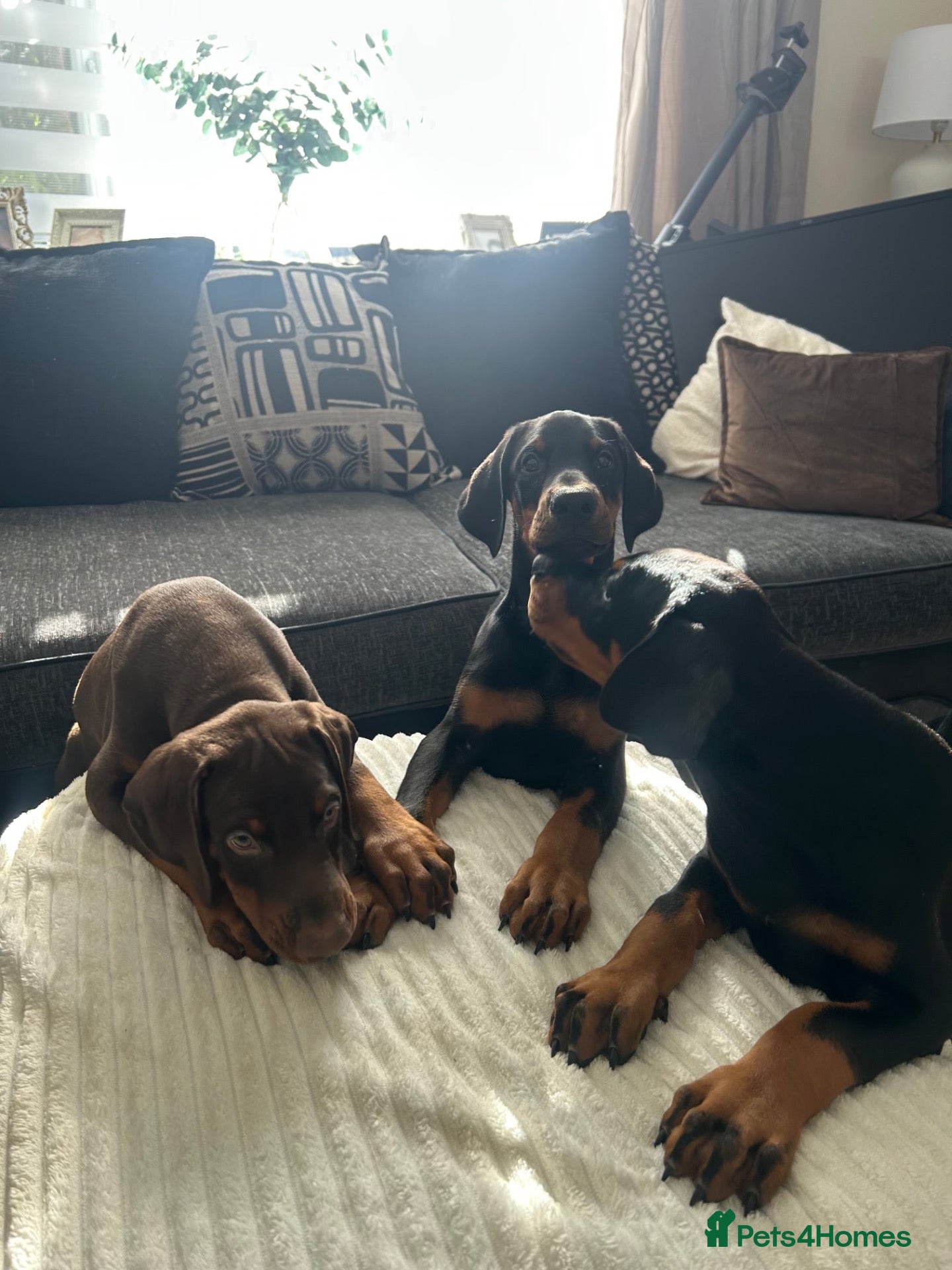 Dobermann dogs Kc registered Doberman pups top pedigrees  - Advert 1