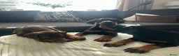 Dobermann dogs for sale: Kc registered Doberman pups top pedigrees  - Advert 1