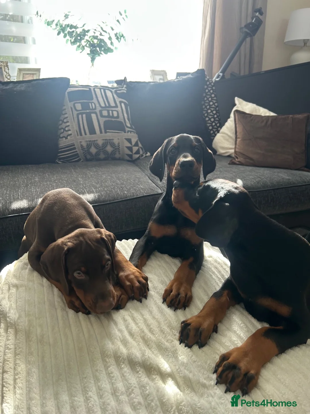 Dobermann dogs for sale: Kc registered Doberman pups top pedigrees  - Advert 1