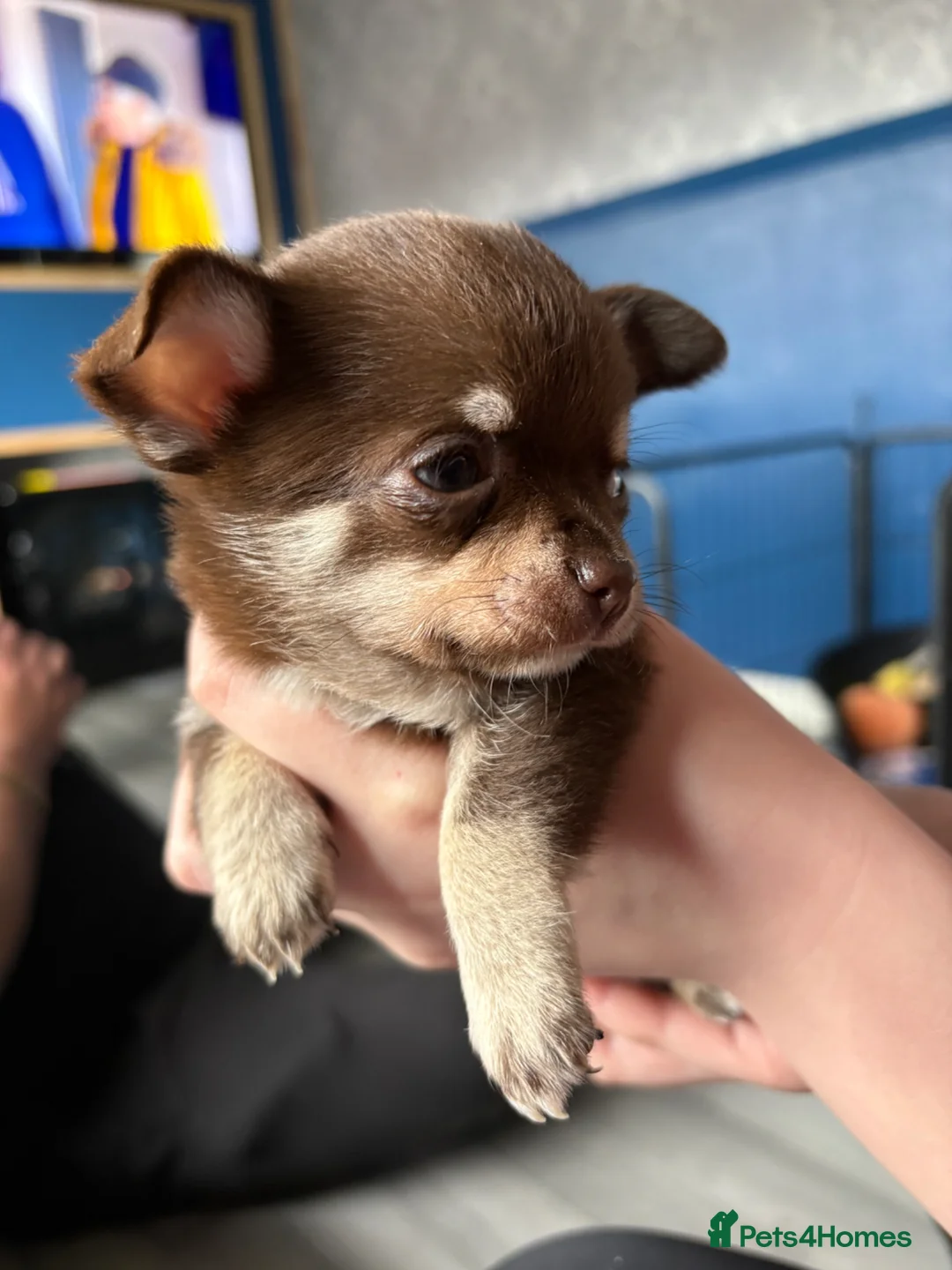 Chihuahua dogs for sale: 2 boys in need of homes in Dudley - Advert 13