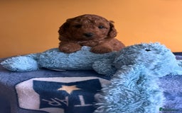 Cockapoo dogs for sale: F1b Cockapoo Puppies Ready Soon for Loving Homes - Image 10