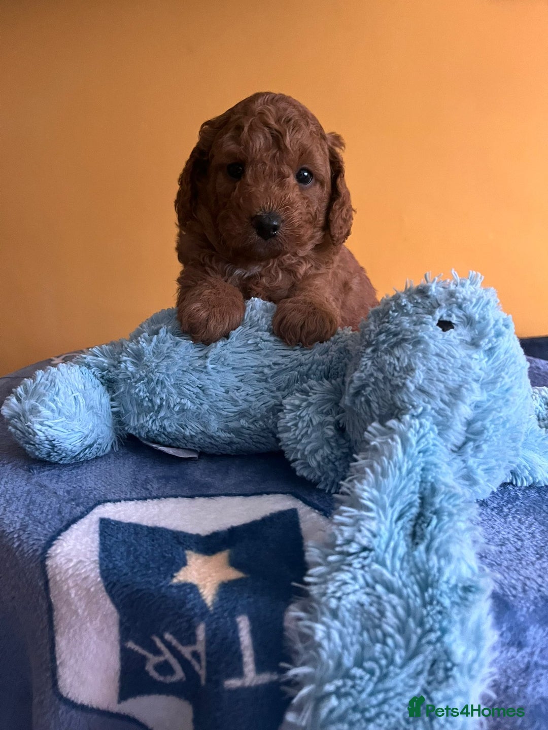 Cockapoo dogs for sale: F1b Cockapoo Puppies Ready Soon for Loving Homes - Image 10