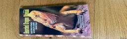 Bearded Dragon reptiles for sale: Bearded Dragon, Full Vivarium Set Up & Extras in Stockport - Advert 13