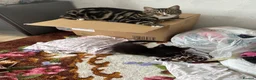 Mixed Breed cats for sale: Kitty girl  - Advert 1