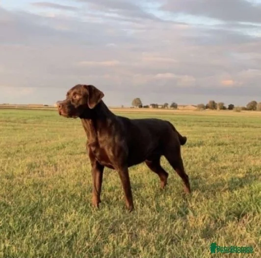 Labrador Retriever dogs Full Health Tested Chocolate Labrador for Stud in Peterborough - Advert 2
