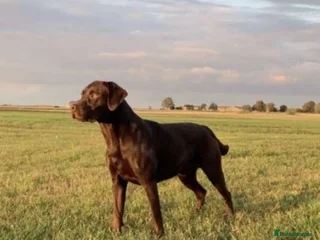 Labrador Retriever dogs in Peterborough - Advert 19