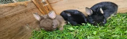 Mixed Breed rabbits for sale: Adorable Bunniesfor Sale! - Advert 4