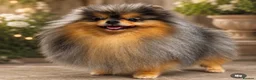 Pomeranian dogs for stud: ** MIKA - Healthy & Proven **  - Advert 1