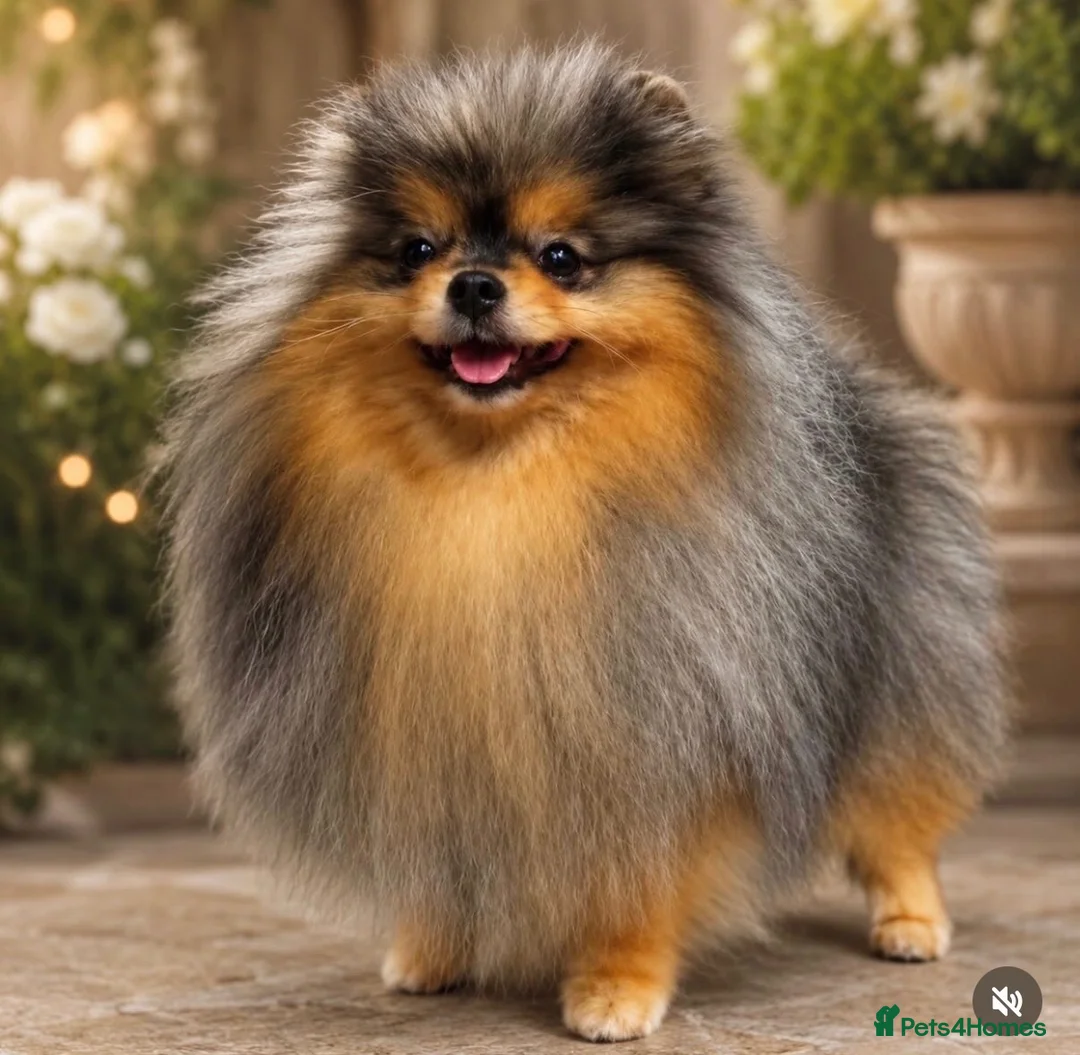 Pomeranian dogs for stud: ** MIKA - Healthy & Proven **  - Advert 1