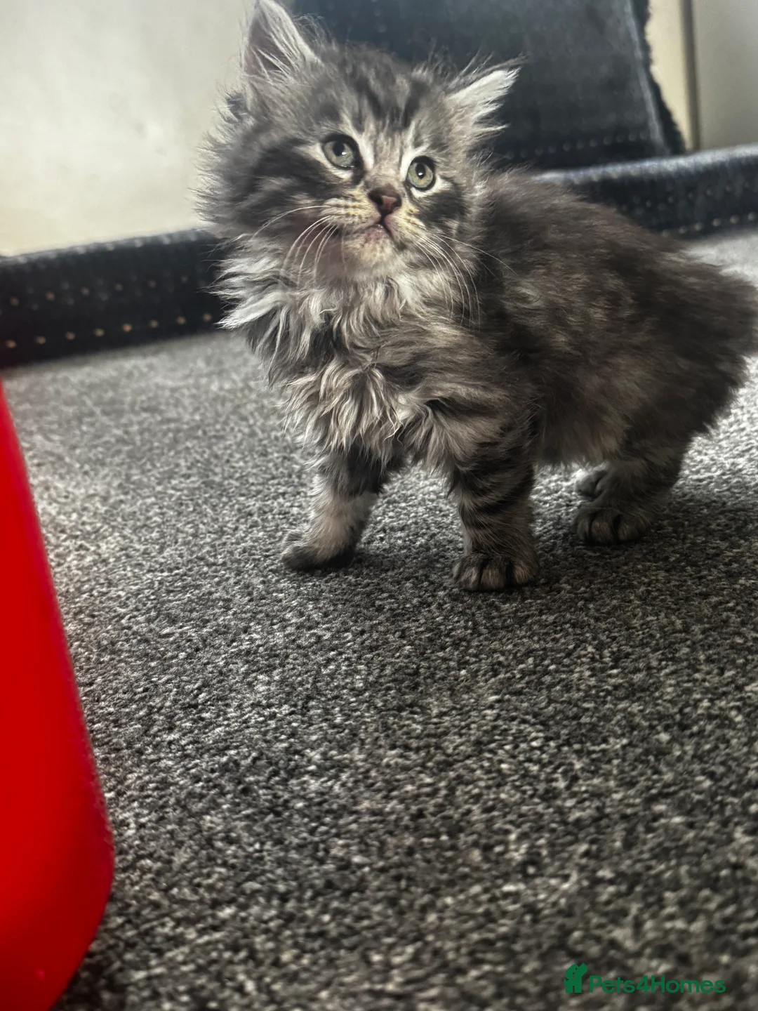 British Longhair cats for sale: Kittens - Advert 18