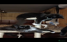 Maine Coon cats for sale: Maine-Coon kittens  - Image 3