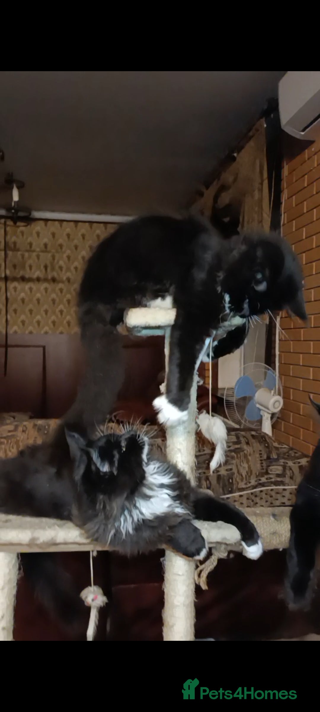 Maine Coon cats for sale: Maine-Coon kittens  - Image 3