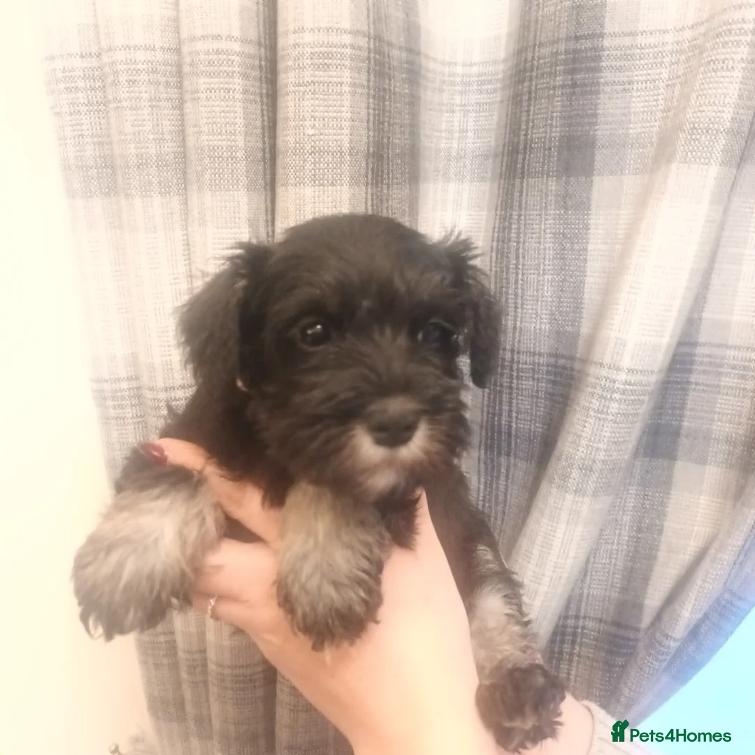 Miniature Schnauzer dogs for sale: Beautiful litter of miniature Schnauzer puppies - Advert 6