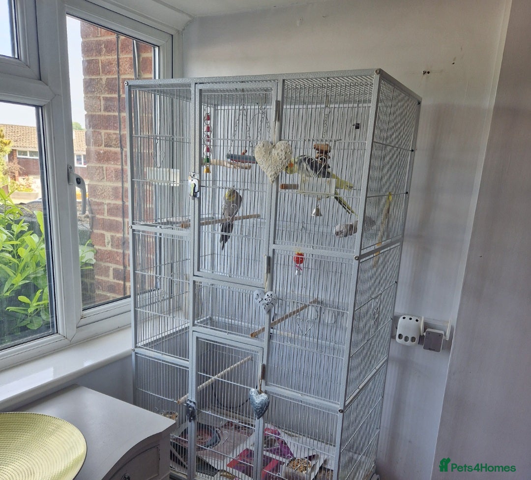 Cockatiels birds 2 x male cockatiels + cage needing a new home  - Advert 4