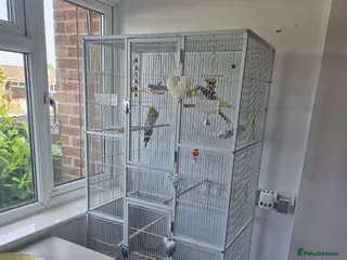 Cockatiels birds 2 x male cockatiels + cage needing a new home - Advert 4