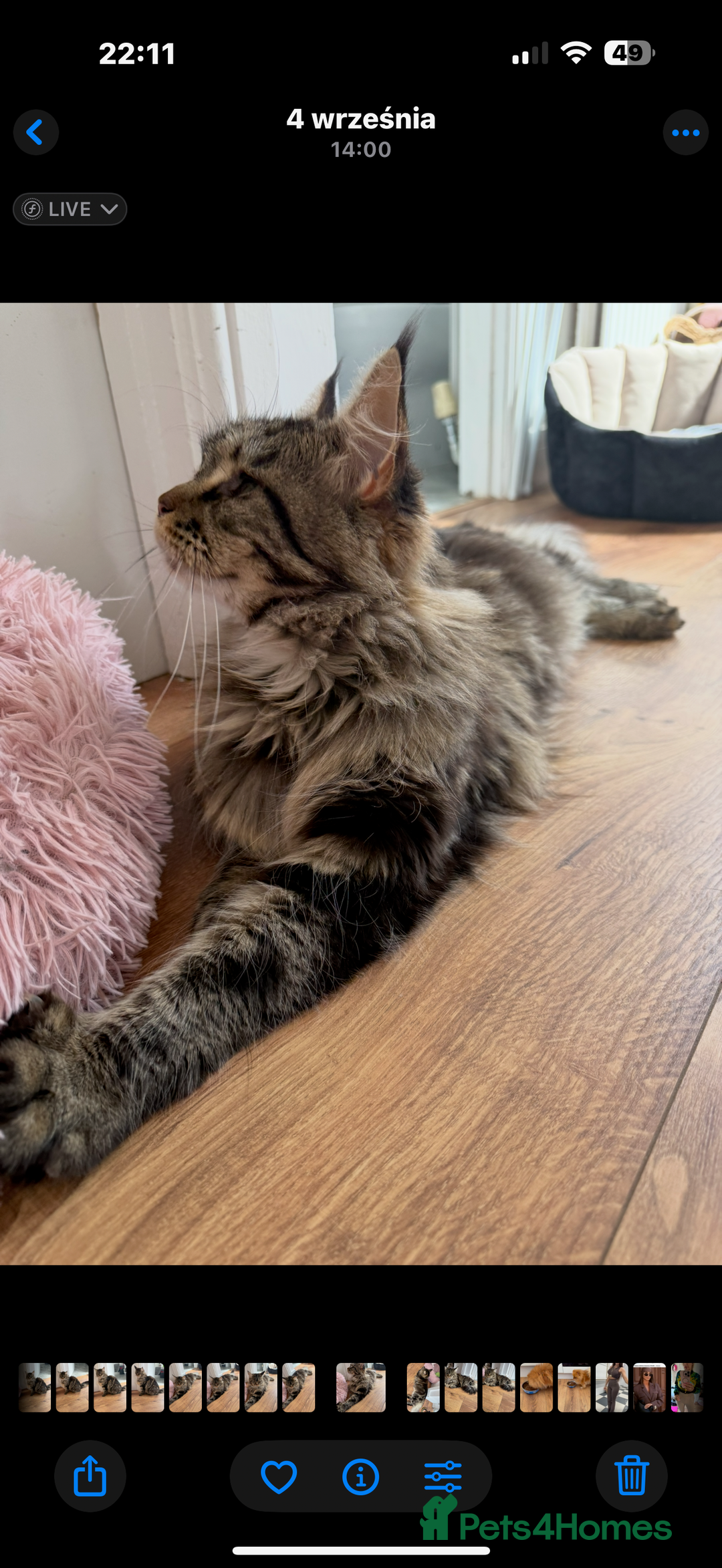 Maine Coon cats for sale: American Maine Coon Girl for sale! - Image 5