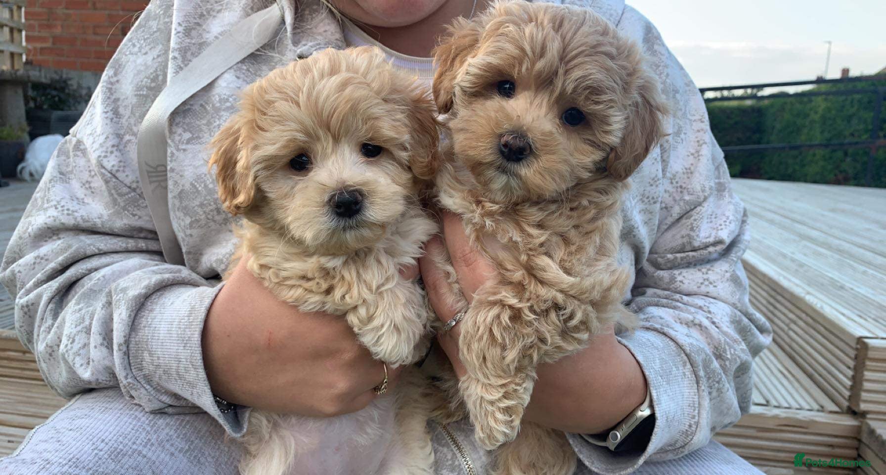 Maltipoo dogs Tiny Maltipoo puppies - Advert 9