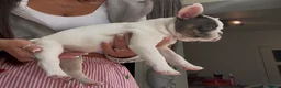French Bulldog dogs for sale: Beautiful litter of French bulldogs  - Advert 12