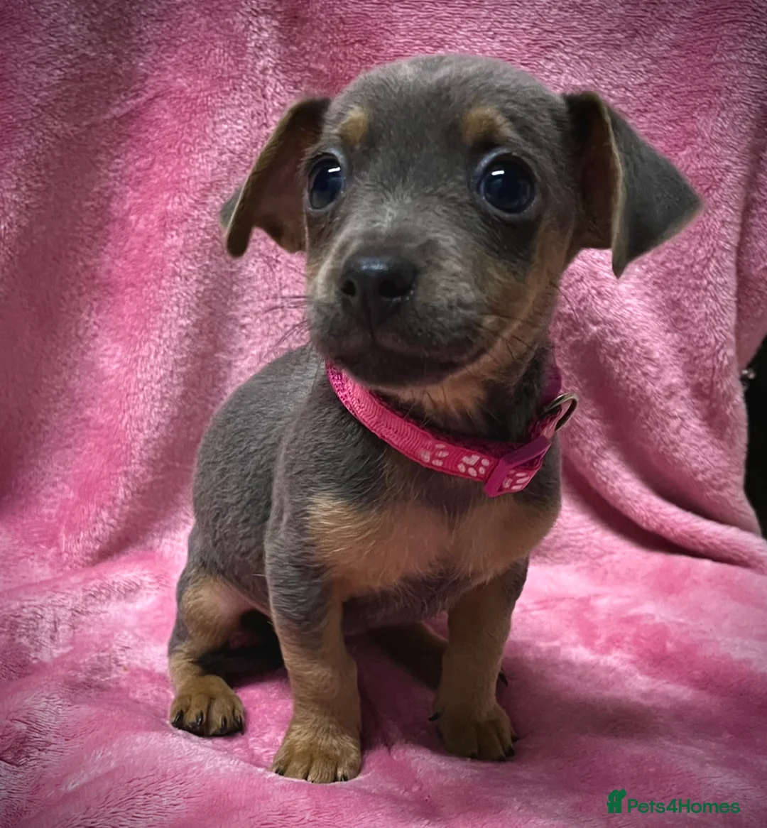 Jack Russell dogs for sale: Jack Russell puppies !!! - Advert 10