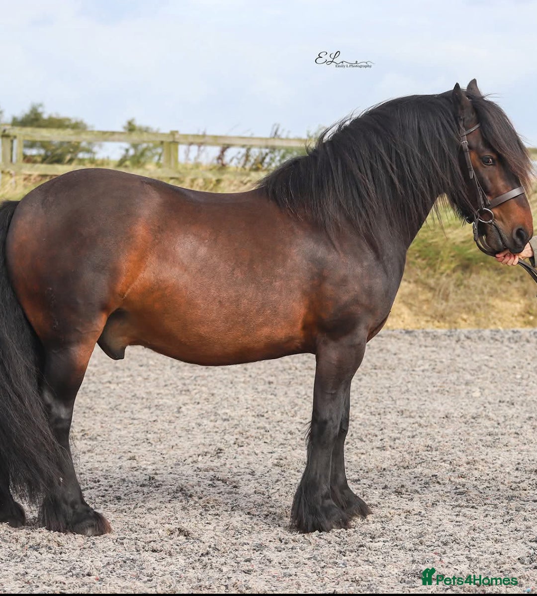 Fell horses for sale: Basil 13.2 registered fell gelding  - Image 1