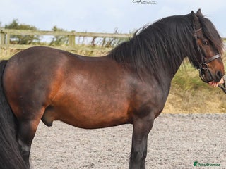 Fell horses - Advert 31