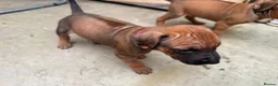 Rhodesian Ridgeback dogs for sale: Rhodesian Ridgeback Puppies - Advert 11