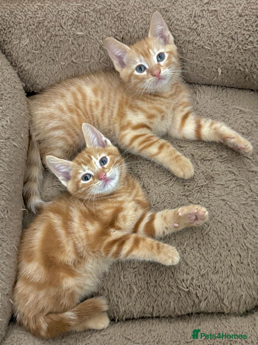 Mixed Breed cats for sale: LOVELY KITTENS  - Advert 11