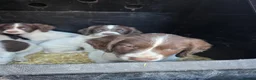English Springer Spaniel dogs for sale: English springer spaniel puppies - Advert 8