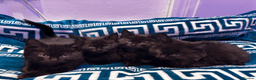 Domestic Shorthair cats for sale: Beautiful Black Kittens - Playful, Healthy & Ready in London - Advert 11