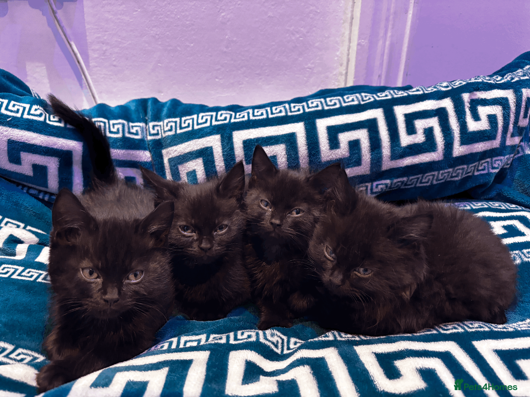 Domestic Shorthair cats for sale: Beautiful Black Kittens - Playful, Healthy & Ready in London - Advert 11