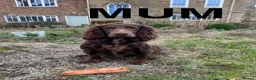 Cocker Spaniel dogs for sale: Cocker Spaniel Puppies Available  in Thirsk - Advert 5