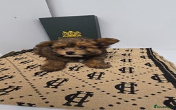 Pomapoo dogs for sale: POCKET SIZED POMAPOOS ~ READY NOW - Image 16