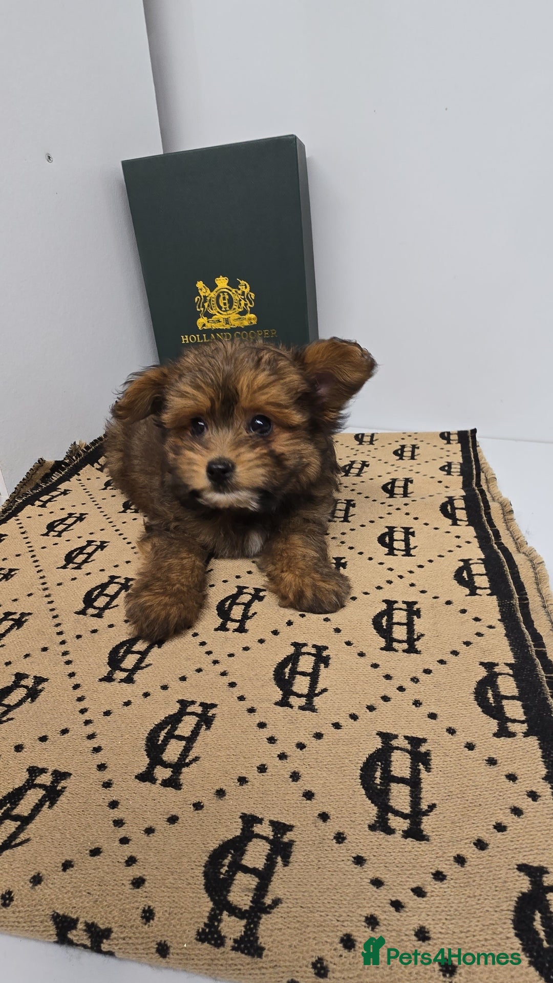 Pomapoo dogs for sale: POCKET SIZED POMAPOOS ~ READY NOW - Image 16