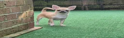 Chihuahua dogs for sale: Stunning Fawn Smooth coat Chihuahua Available. - Advert 1