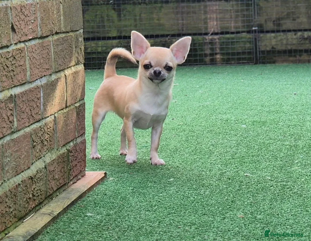 Chihuahua dogs for sale: Stunning Fawn Smooth coat Chihuahua Available. - Advert 1
